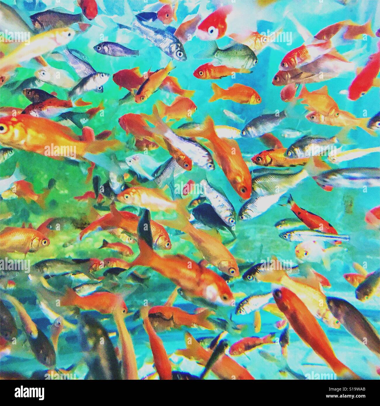 Goldfish variety tank hires stock photography and images Alamy