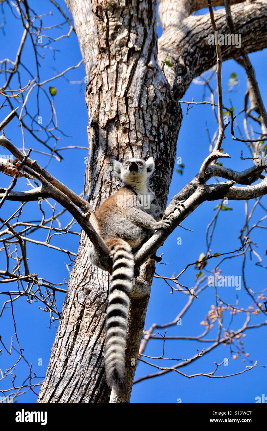 Lemur - Smartphone Captured Stock Image