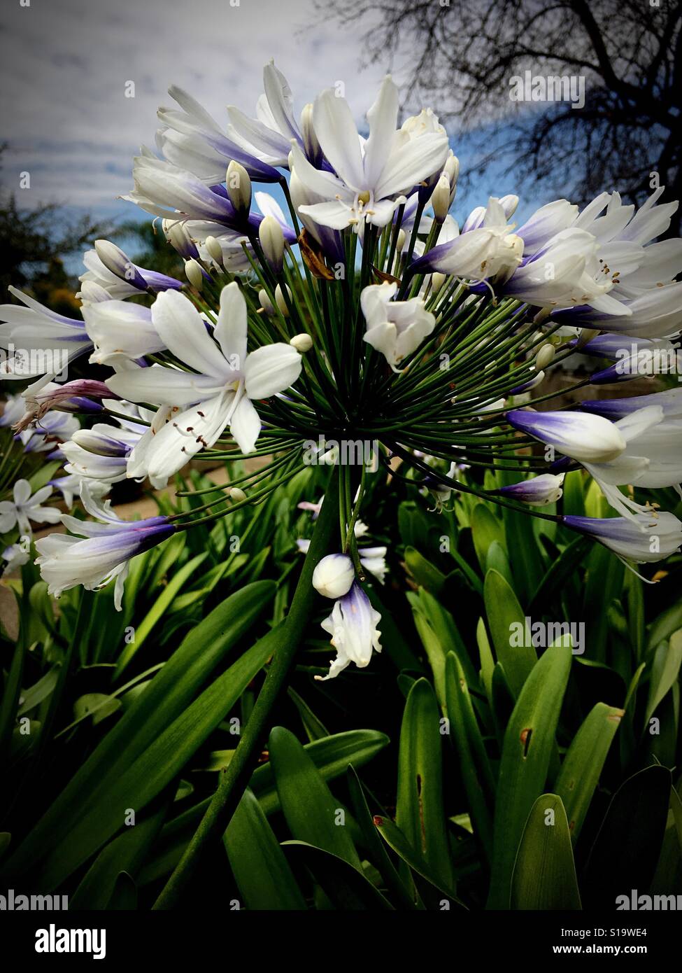 Agapanthus flower head close up Stock Photo