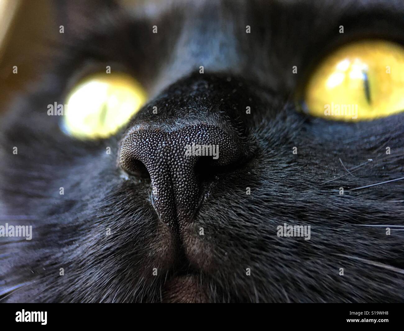 Black cat nose close up Stock Photo
