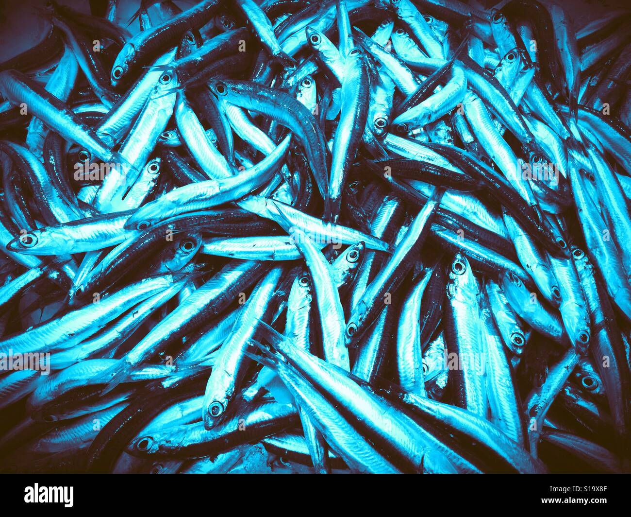Anchovies for sale. Stock Photo