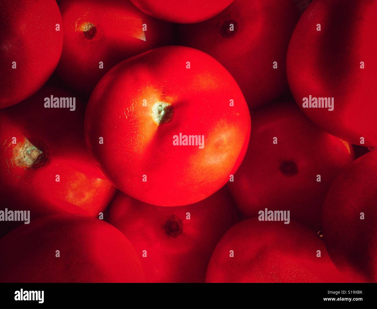 Red tomatoes - Smartphone Captured Stock Image