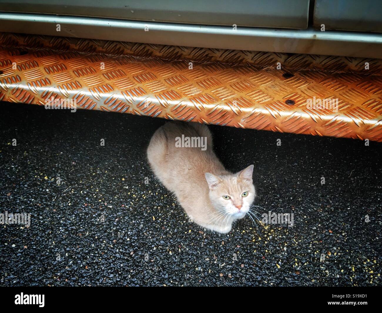Cat sheltering under a car during a rainy day. - Smartphone Captured Stock Image