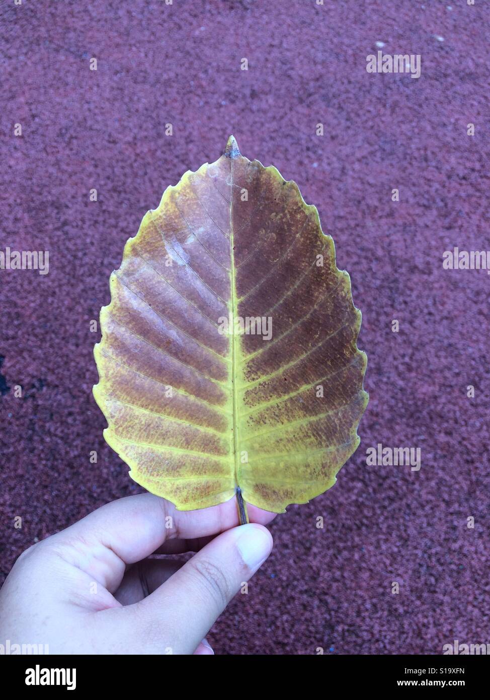A leaf is an organ of a vascular plant and is the principal lateral appendage of the stem. The leaves and stem together form the shoot. Stock Photo