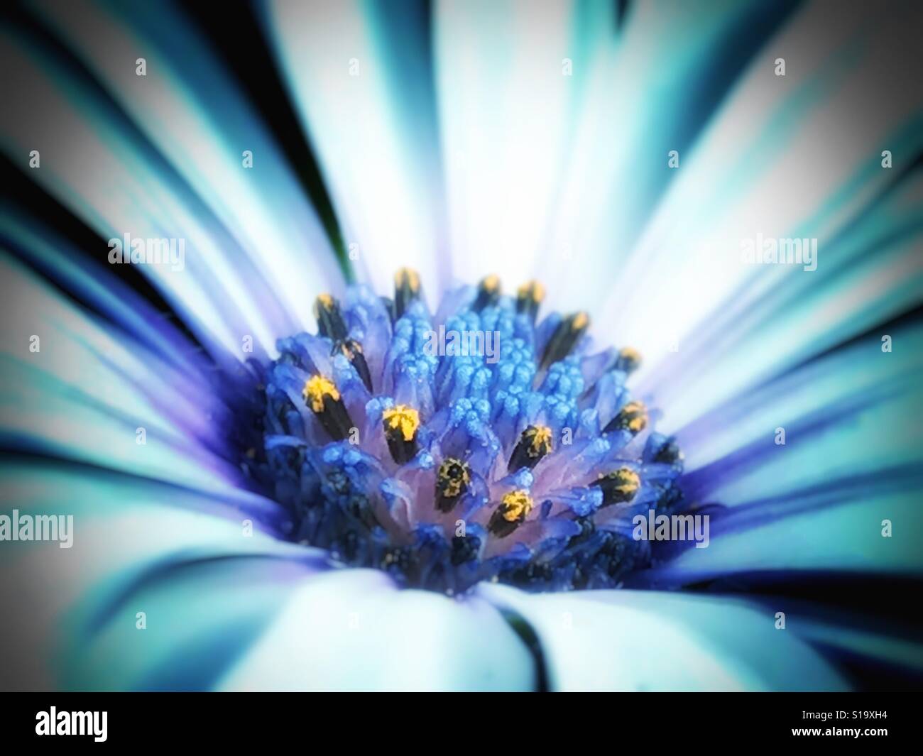 African Cape Daisy in macro, Osteospermum - Smartphone Captured Stock Image
