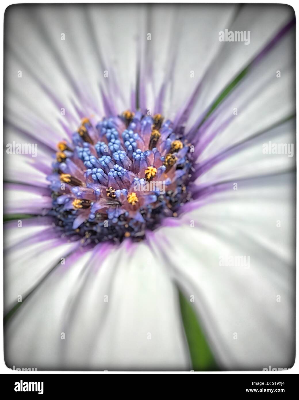 African Cape Daisy in macro with selective focus, Osteospermum Stock Photo