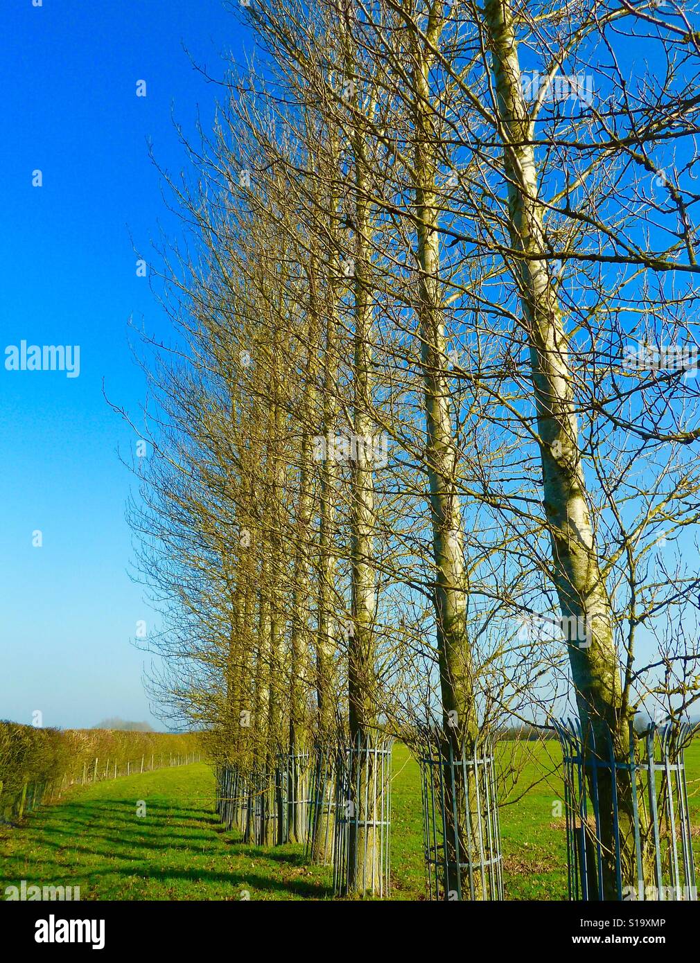 Tall trees in field near Cheddington Stock Photo Alamy
