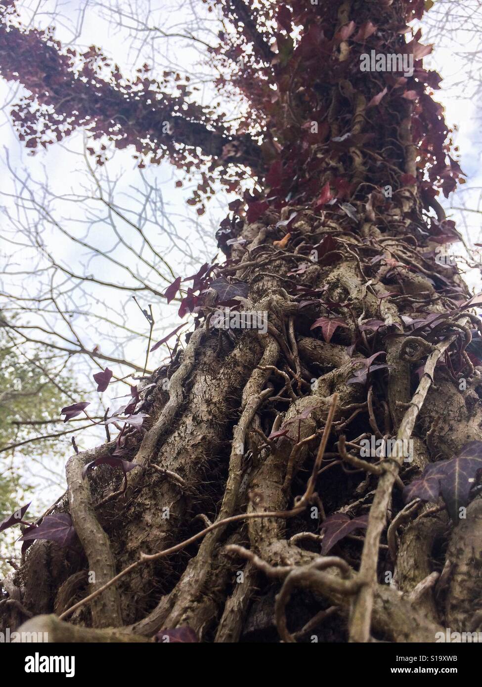 Vine tree branches hires stock photography and images Alamy