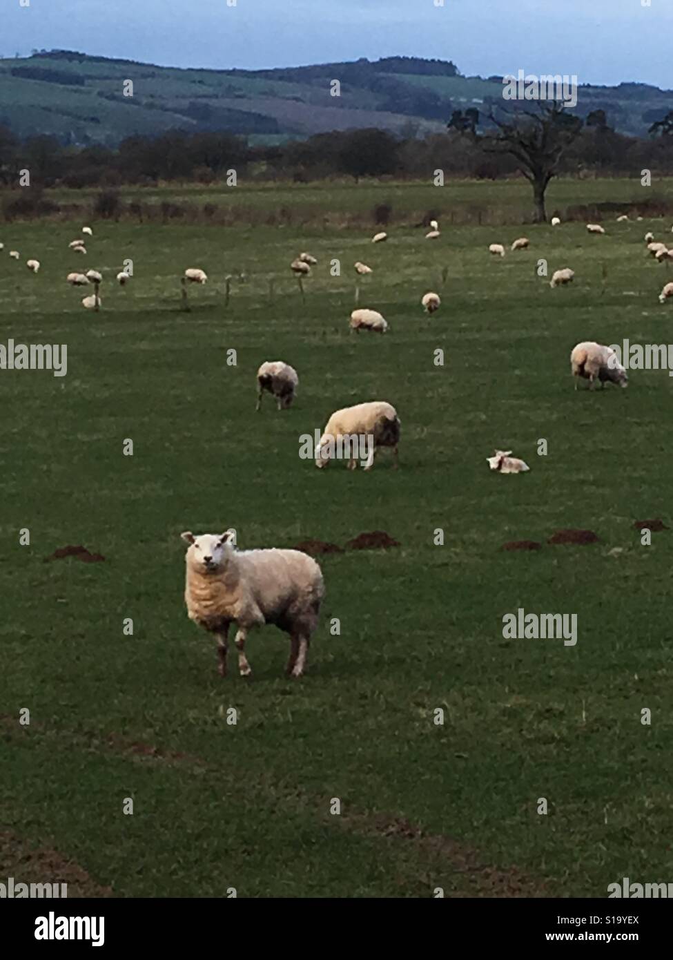 Landscape of sheep farming Stock Photo