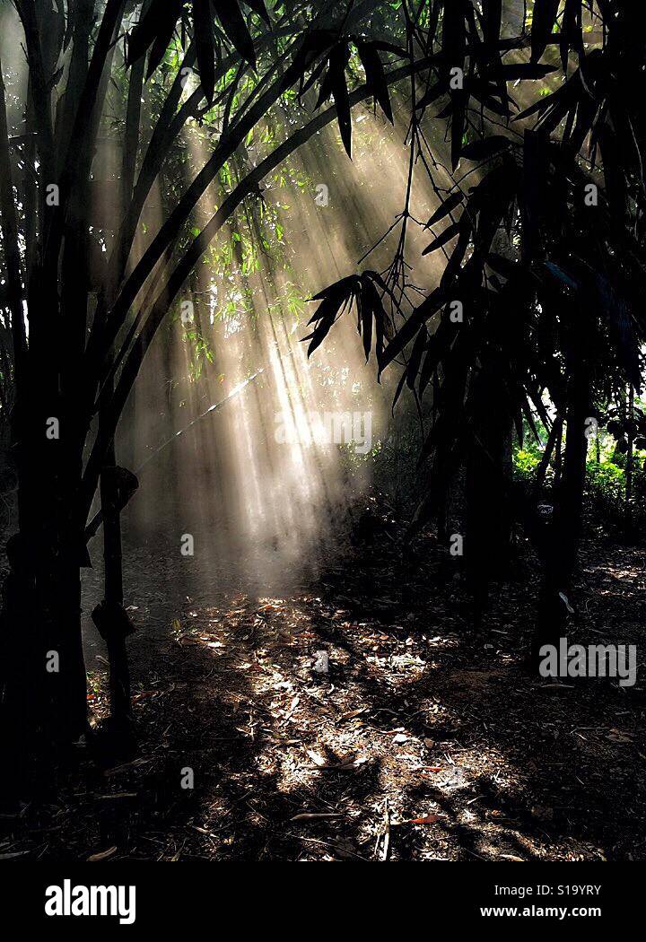 Light shining down through the trees Stock Photo - Alamy