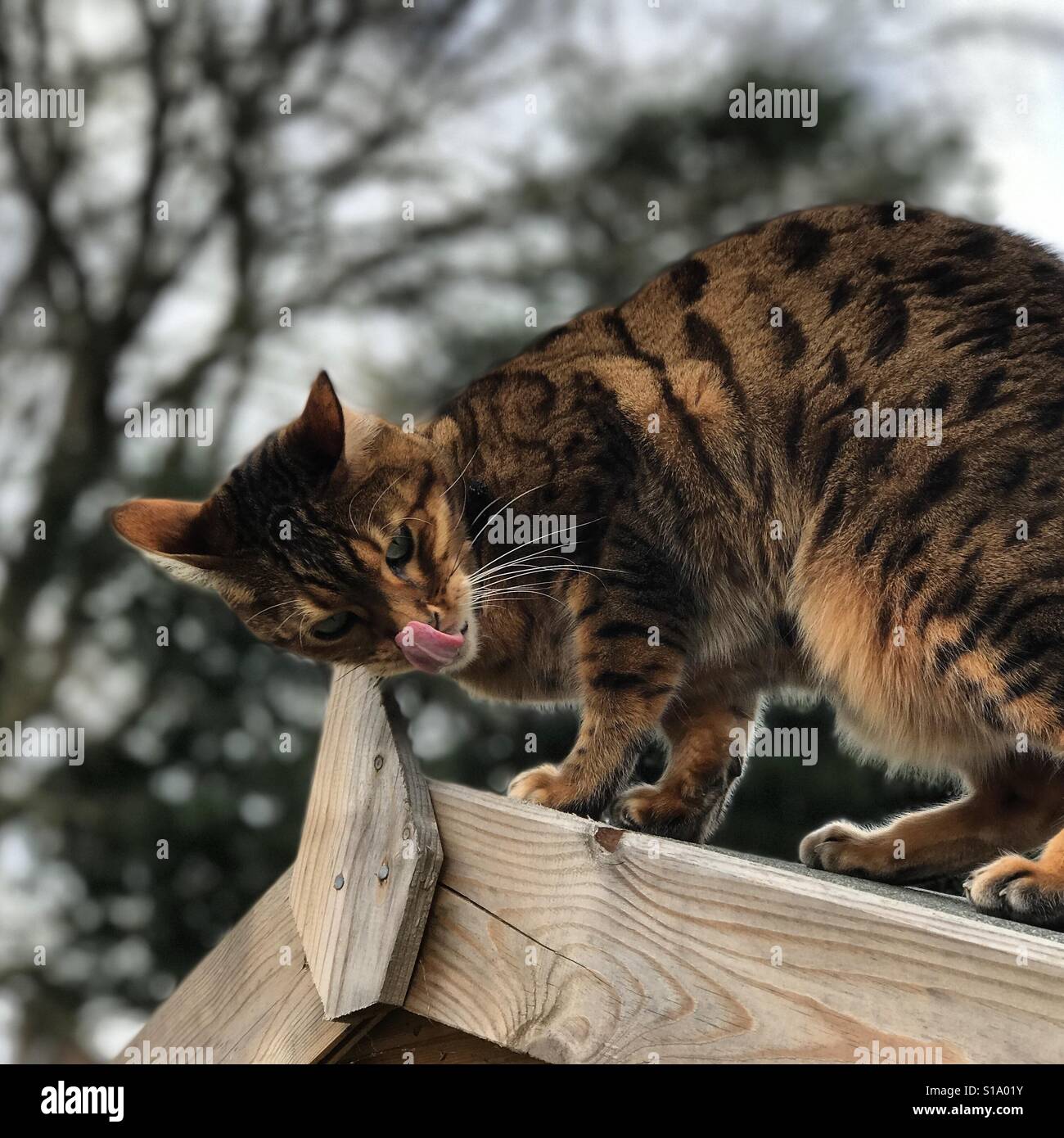 A pedigree Bengal cat with its tongue out. Stock Photo