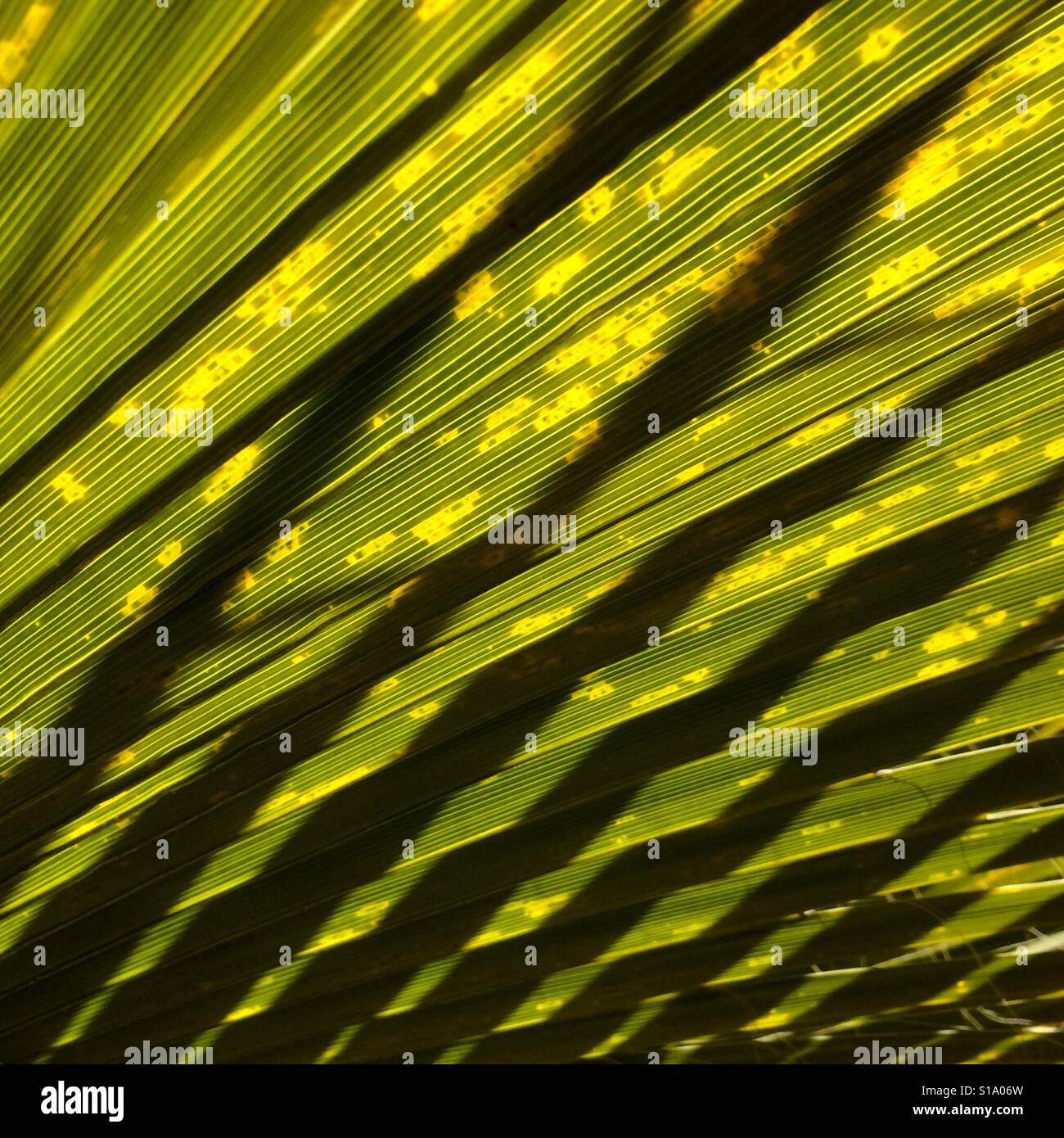 California Fan Palm Tree, sun through leaves, Joshua Tree National Park, California Stock Photo