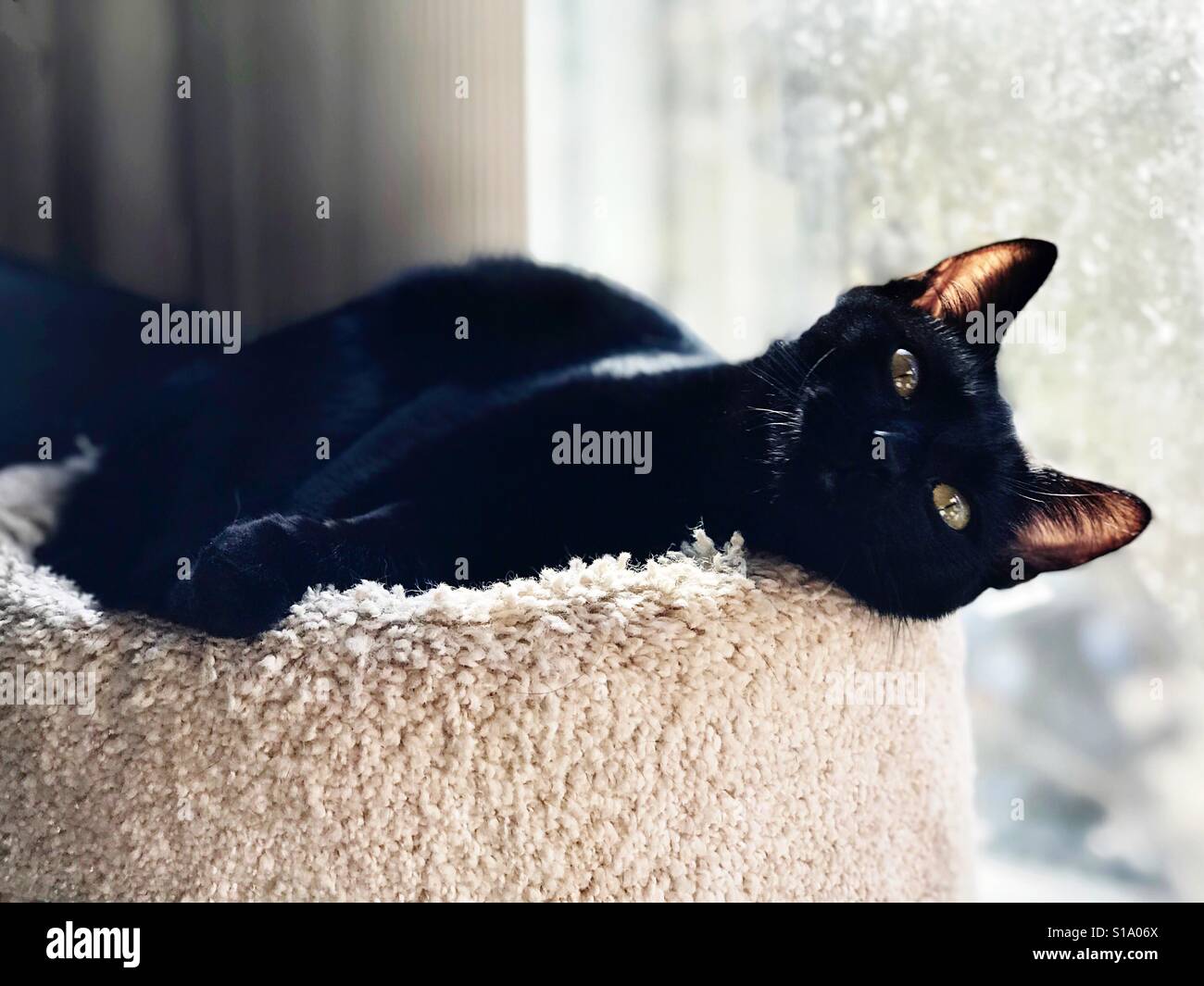Portrait Of Beautiful Bombay Cat Domestic Or American Shorthair