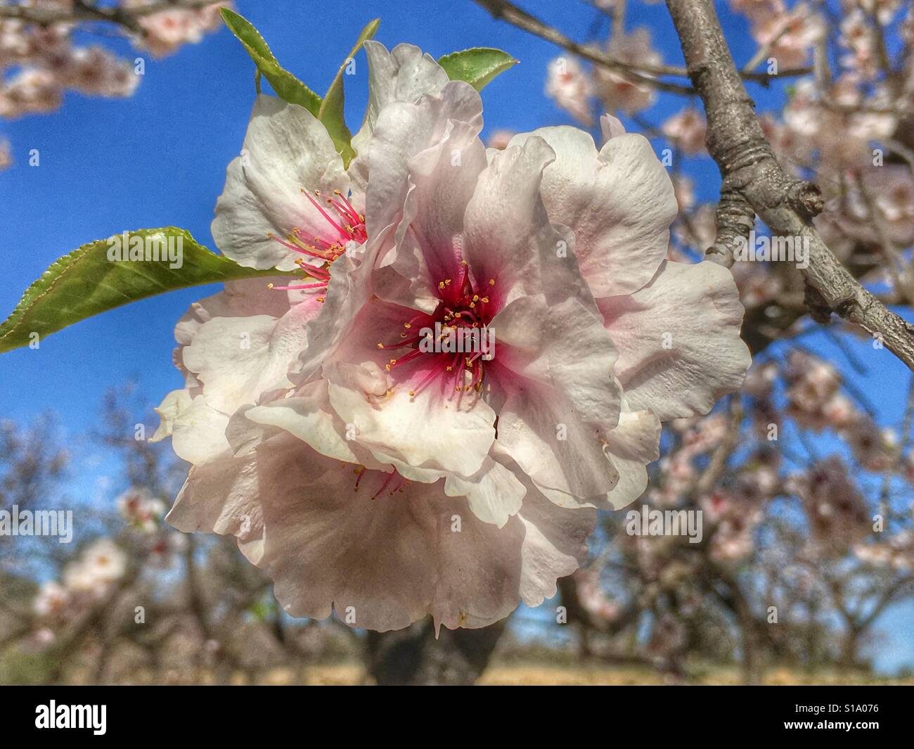 Almond blossom - Smartphone Captured Stock Image