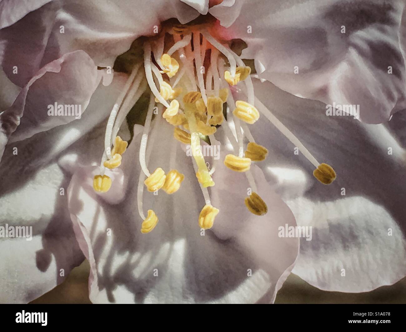 Almond blossom - Smartphone Captured Stock Image