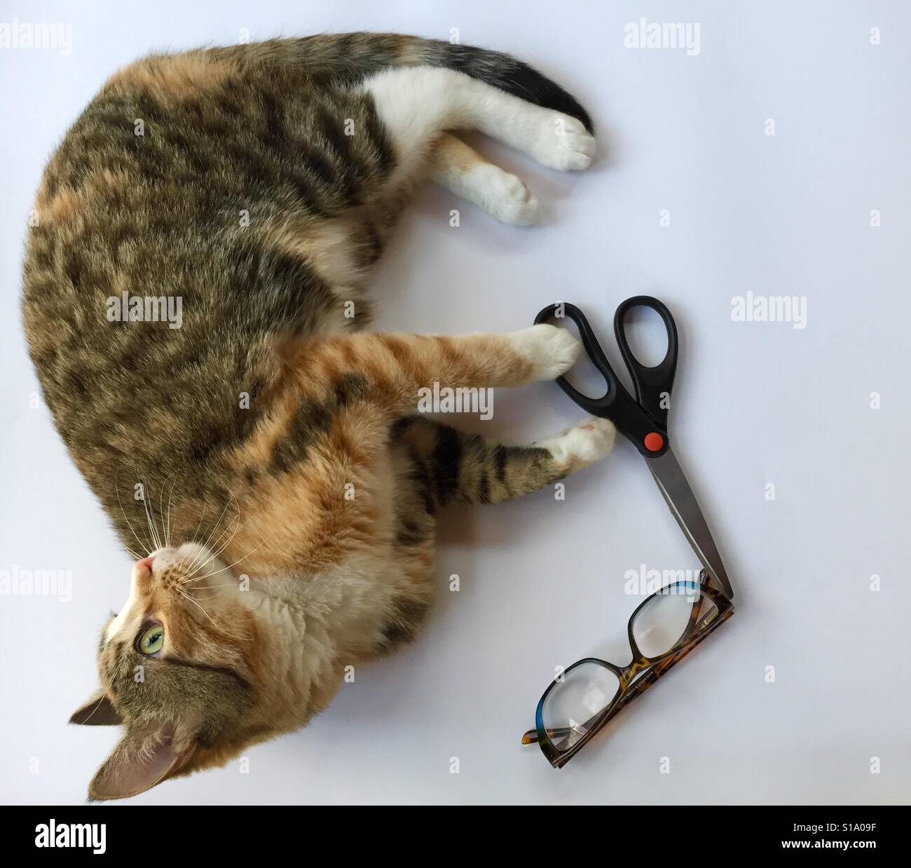 Tortie cat hires stock photography and images Alamy