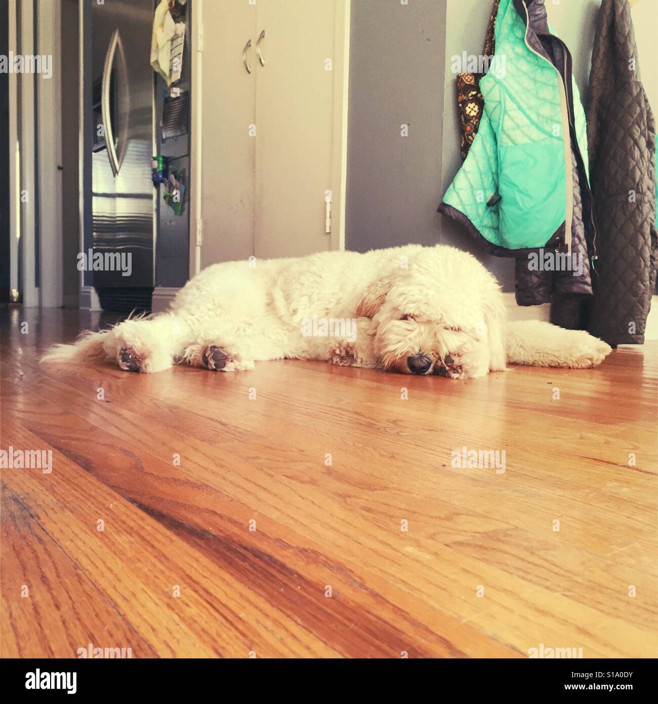Goldendoodle dog sleeps on kitchen floor Stock Photo Alamy