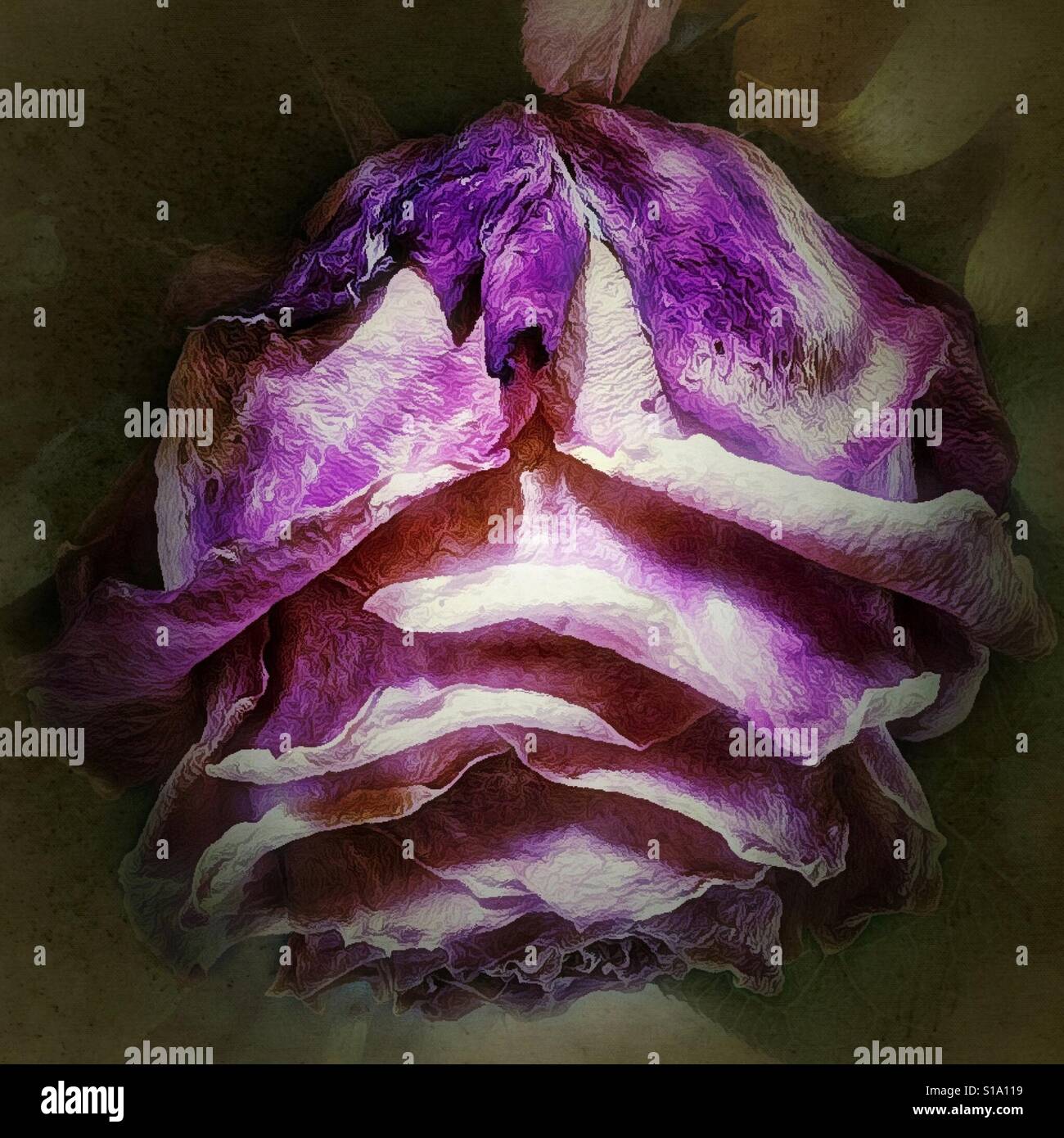 Old Rose Drooping Stock Photo Alamy