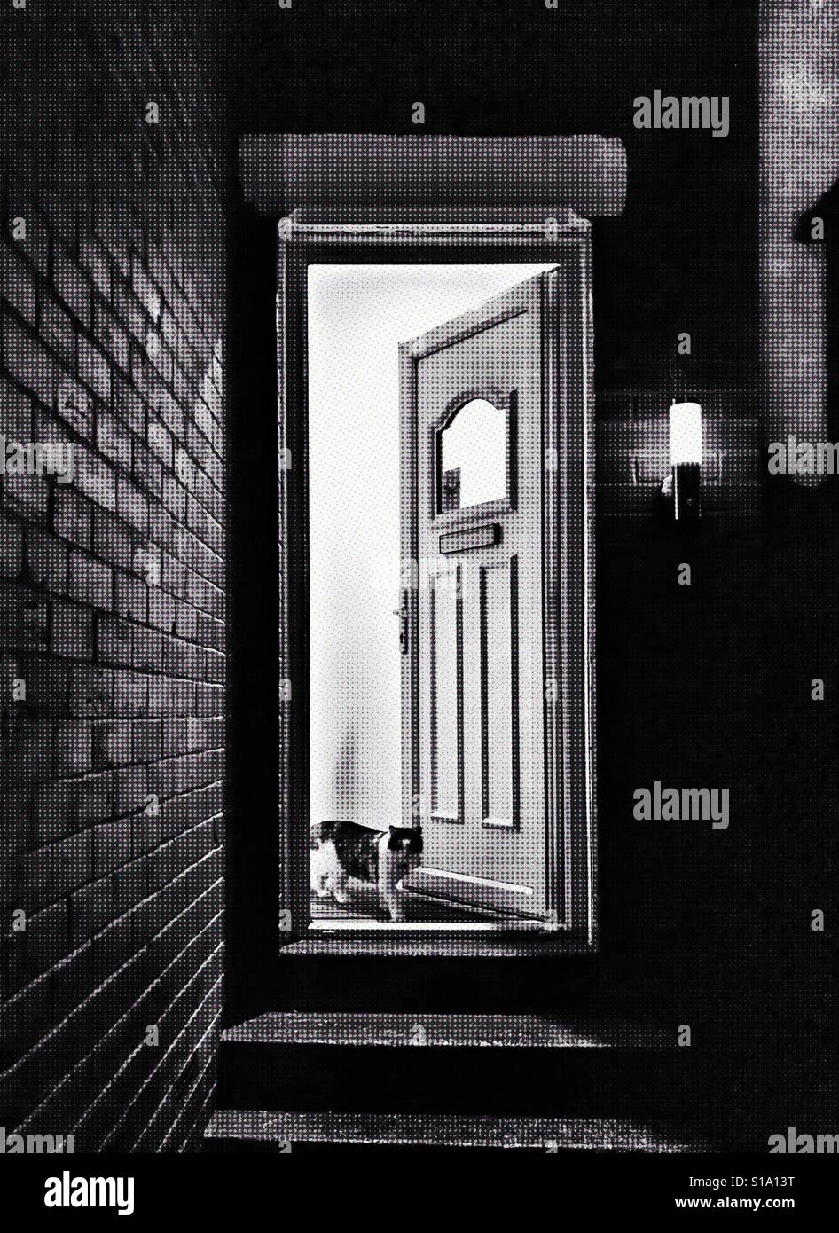 A cat at the door Stock Photo Alamy