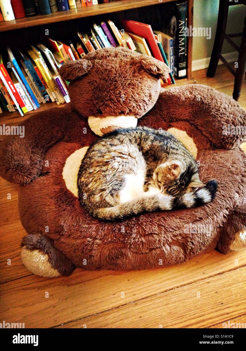Cat sleeping on big teddy bear Stock Photo - Alamy