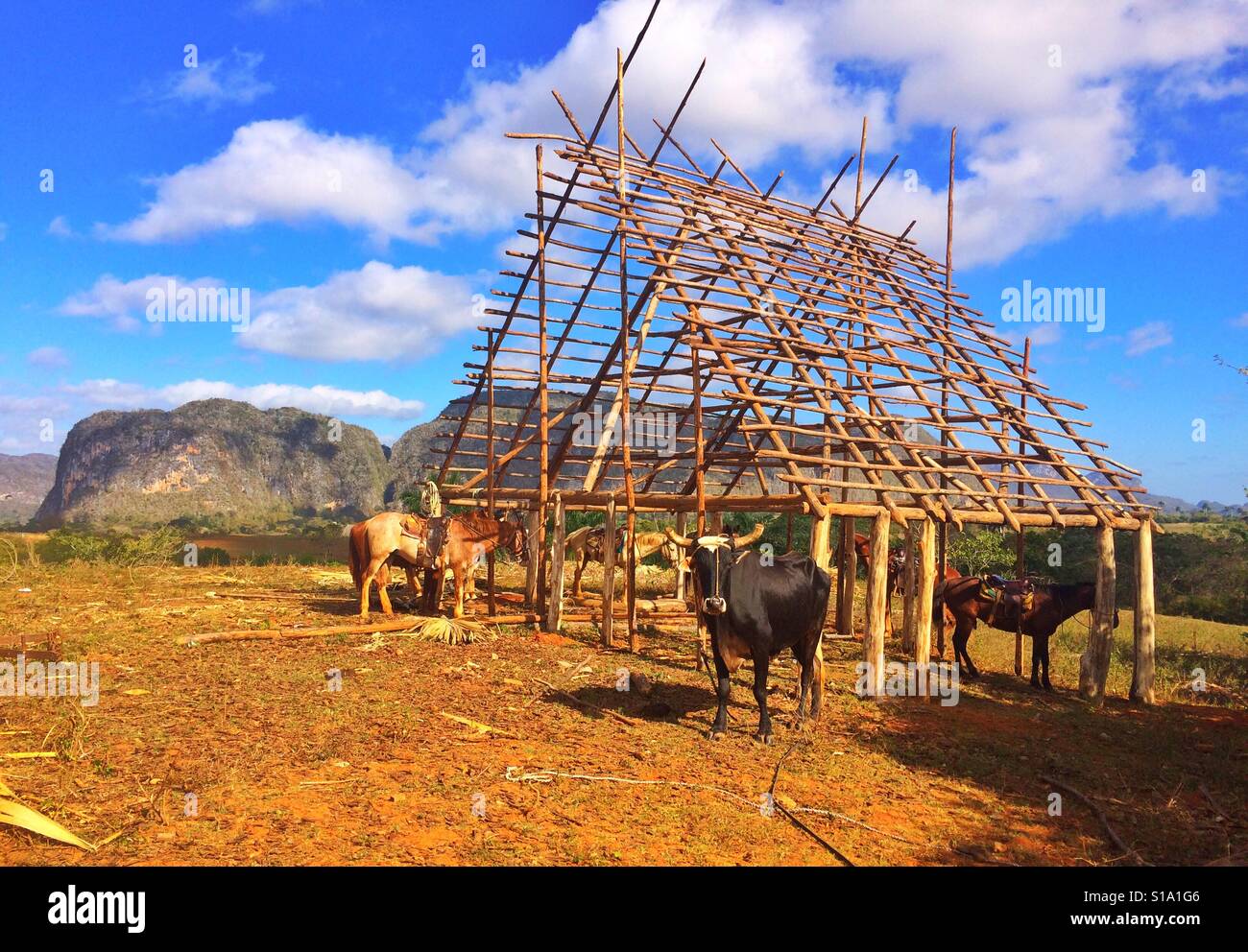 Famous Cuban tobacco area,Valley de Vinales,Pinar del Rio,Cuba - Smartphone Captured Stock Image