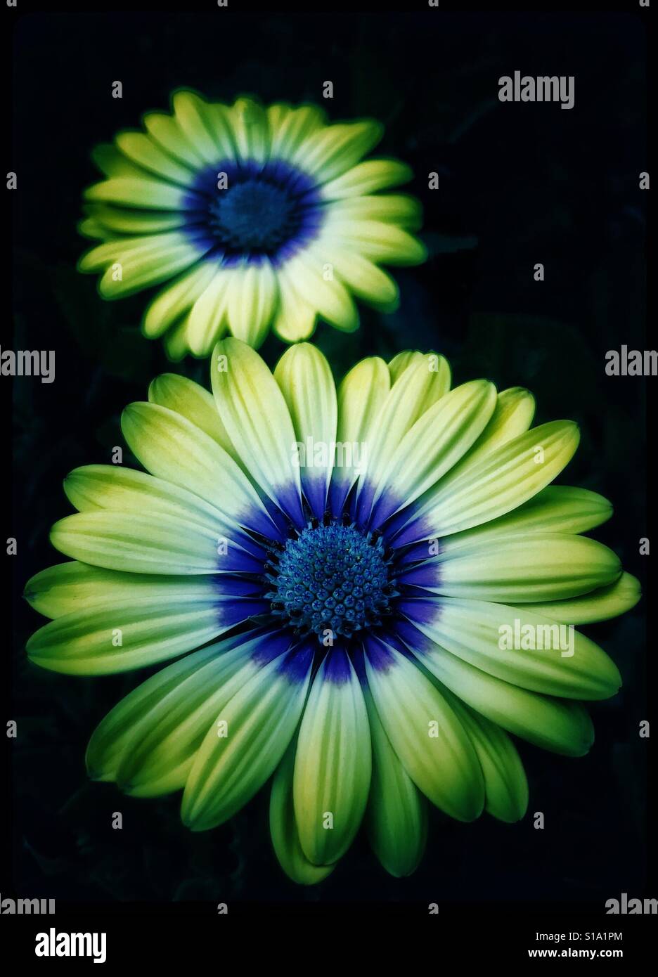 African Cape Daisies with yellow petals and vibrant purple centers against a black background, Osteospermum ecklonis - Smartphone Captured Stock Image
