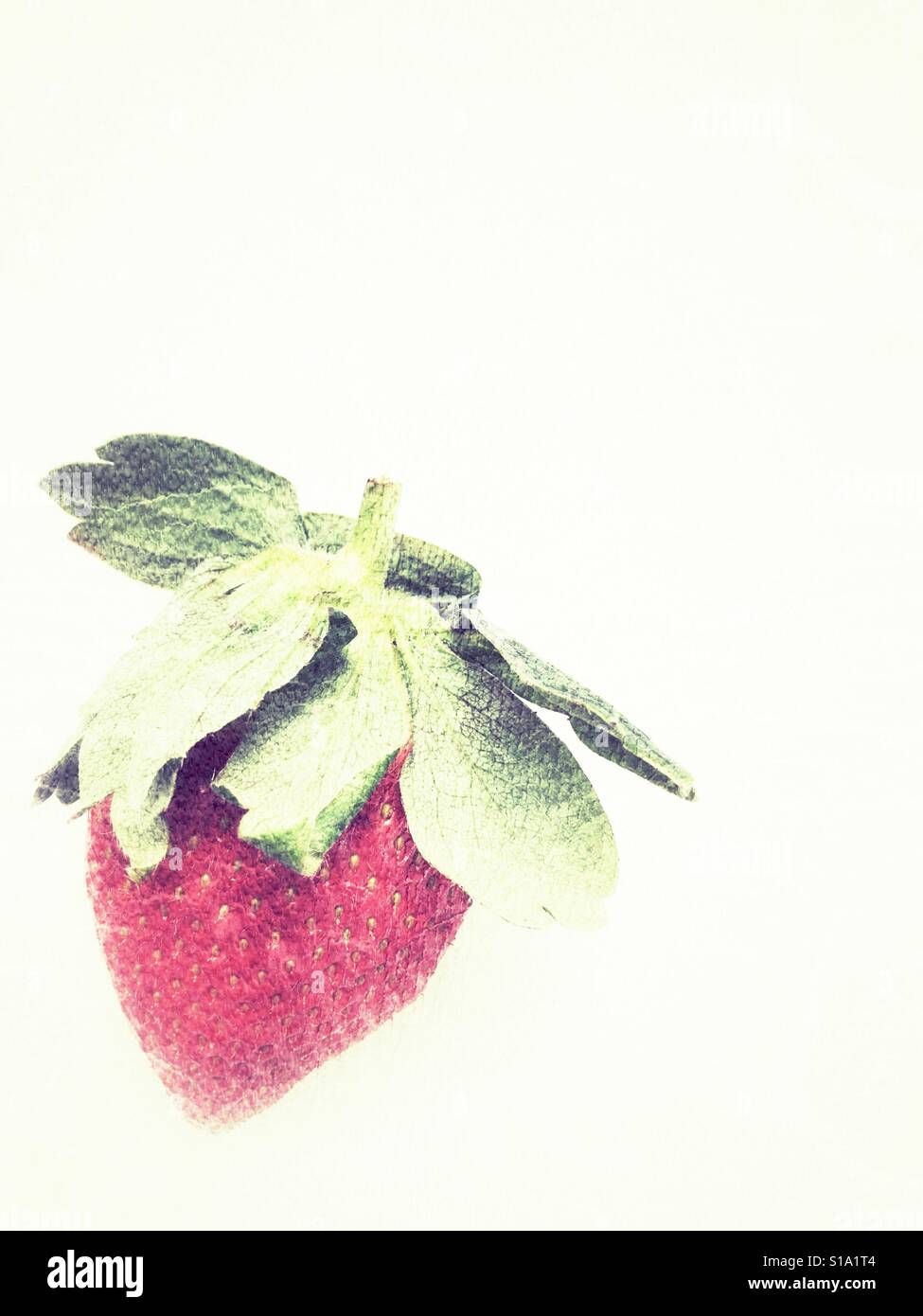 Strawberry, isolated on white background - Smartphone Captured Stock Image