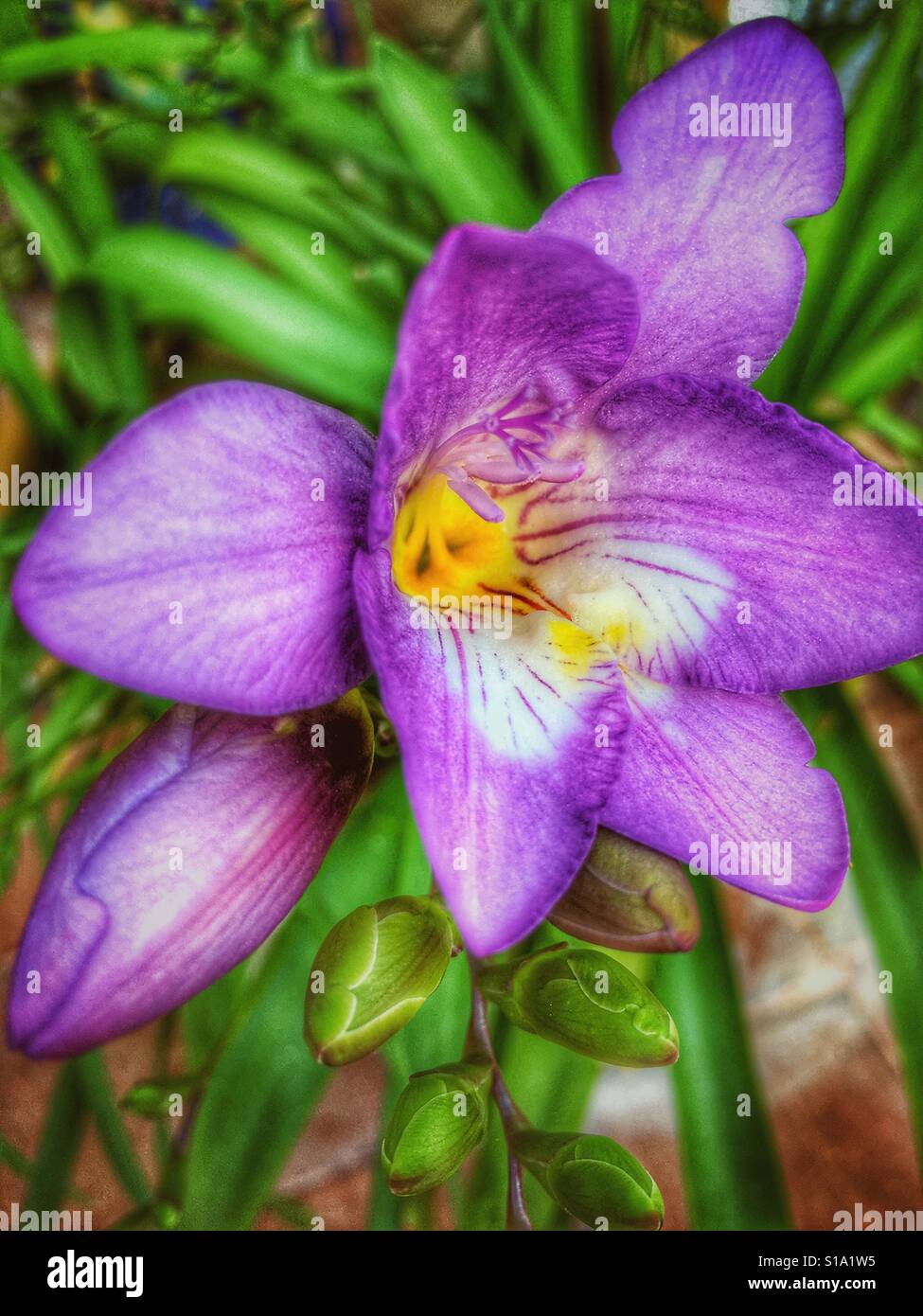 Freesia, flower and buds - Smartphone Captured Stock Image