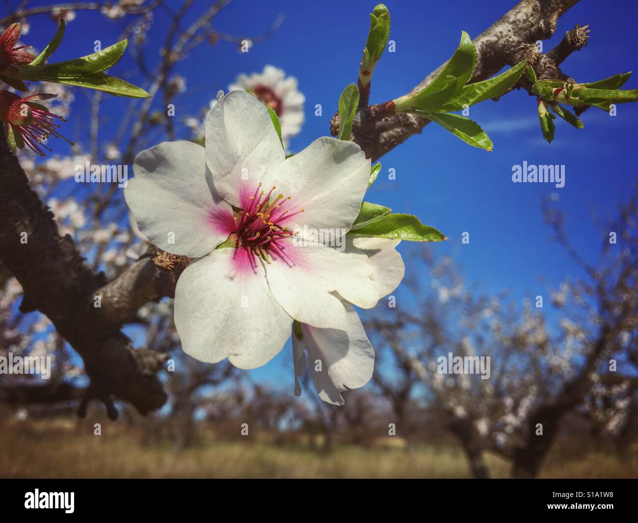 Almond blossom - Smartphone Captured Stock Image