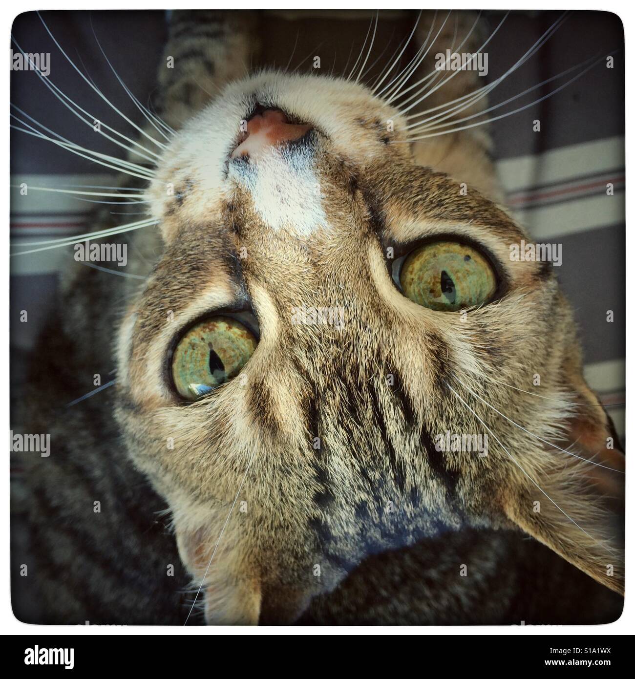 Upside down cat. - Smartphone Captured Stock Image