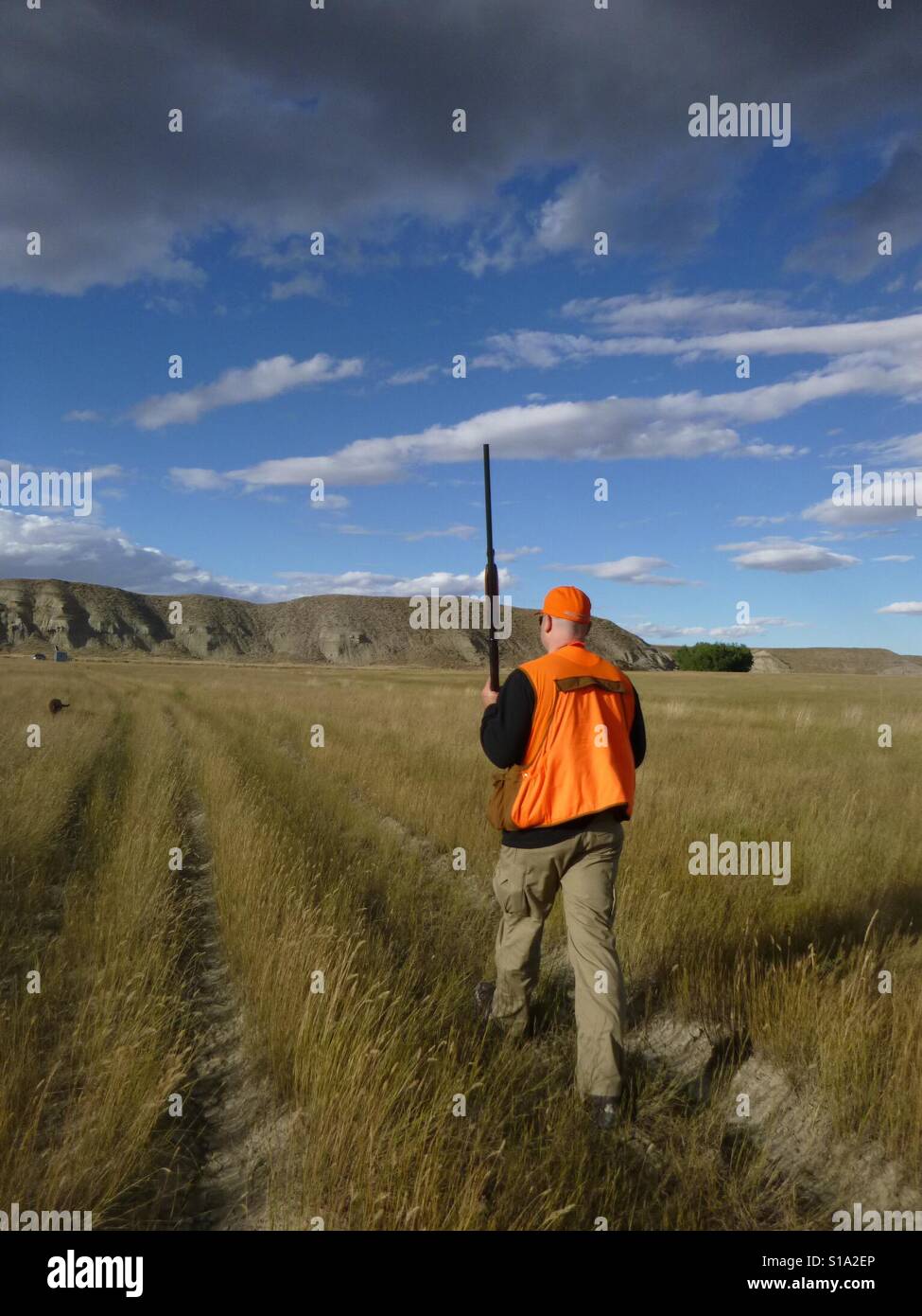Montana bird hunting Stock Photo Alamy