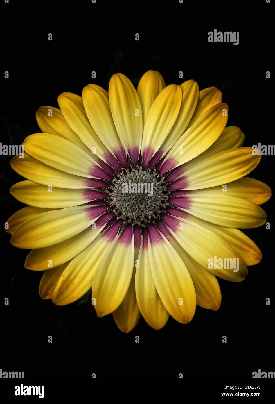 African Cape Daisy floating against a black background, Osteospermum ecklonis - Smartphone Captured Stock Image
