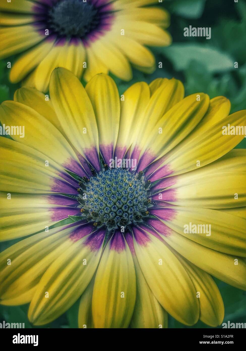 African Cape Daisies against green leaf background, Osteospermum ecklonis - Smartphone Captured Stock Image