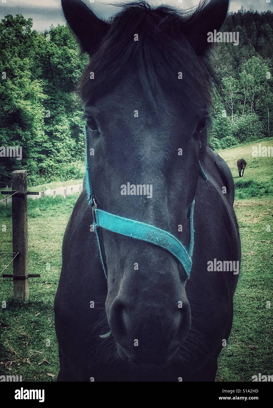 Horse face close up hires stock photography and images Alamy