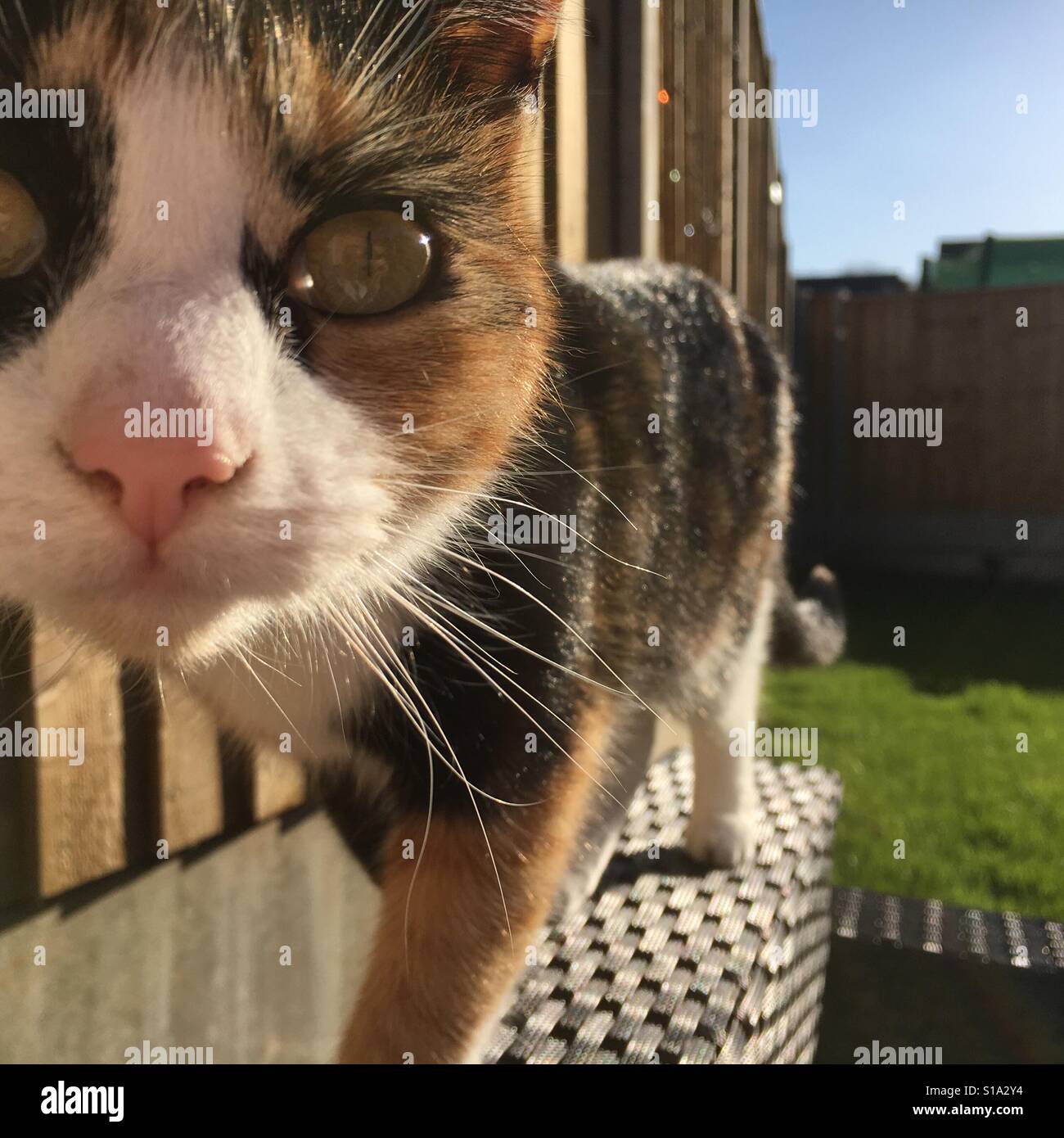 Curious cat - Smartphone Captured Stock Image