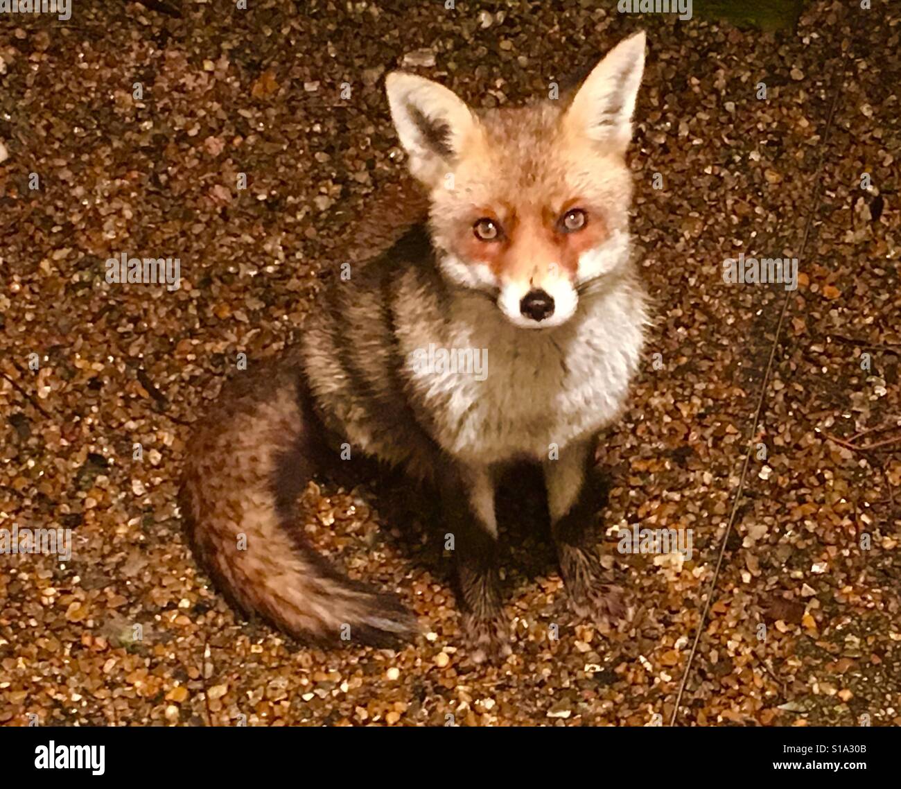 Young Urban Fox In The Garden London - Smartphone Captured Stock Image