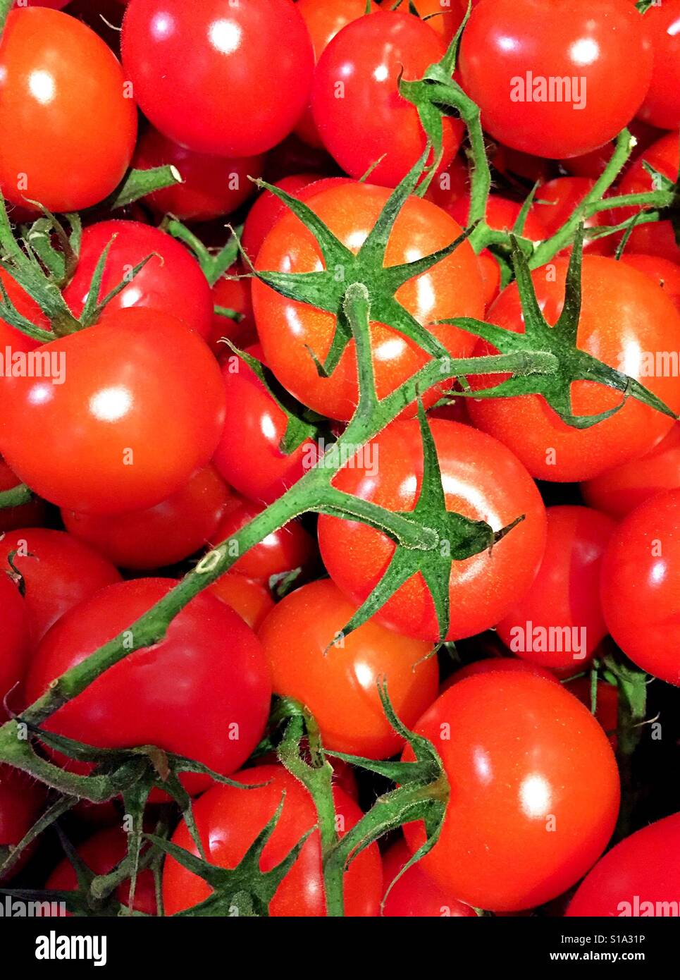 Vine ripened tomatoes, USA Stock Photo Alamy