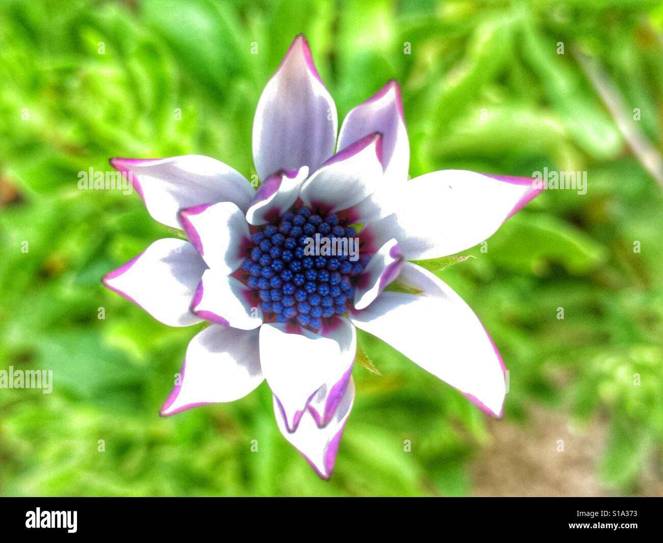 Osteospermum, flower partially open - Smartphone Captured Stock Image