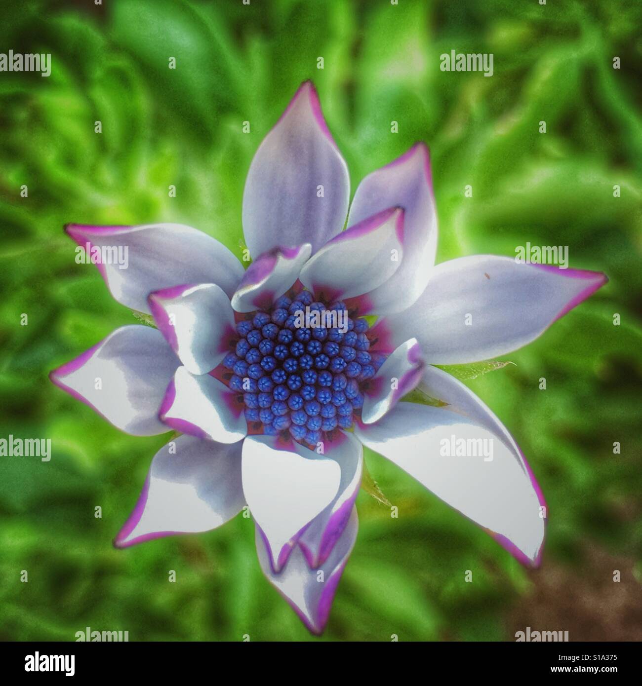 Osteospermum, flower partially open - Smartphone Captured Stock Image