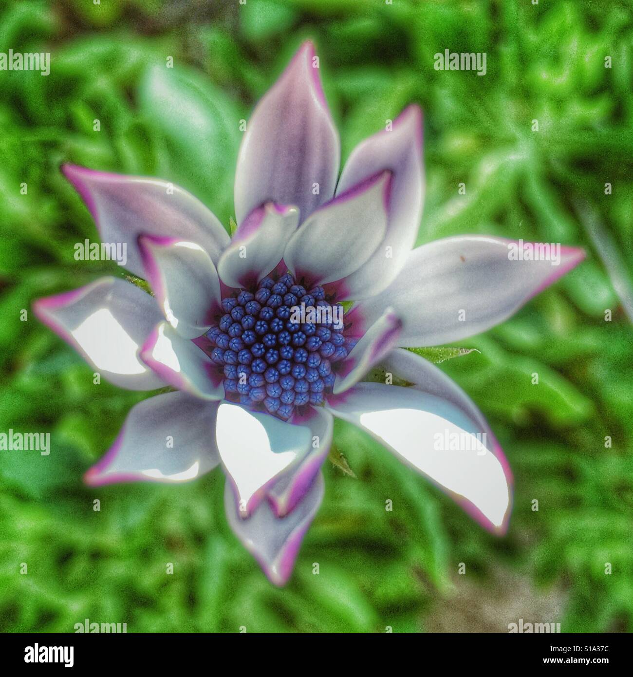 Osteospermum, flower partially open - Smartphone Captured Stock Image