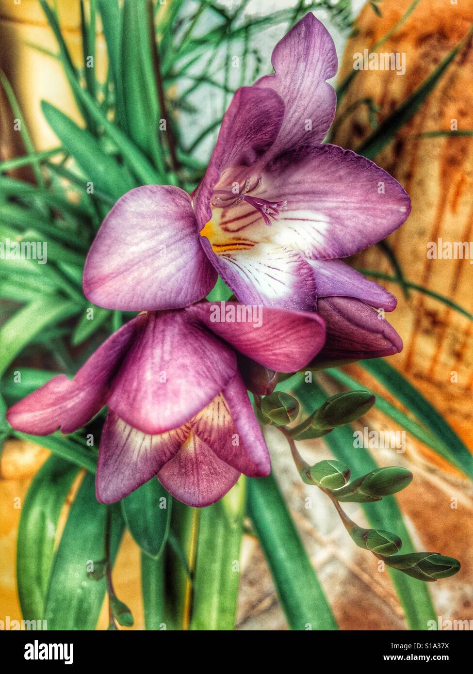 Freesias - Smartphone Captured Stock Image