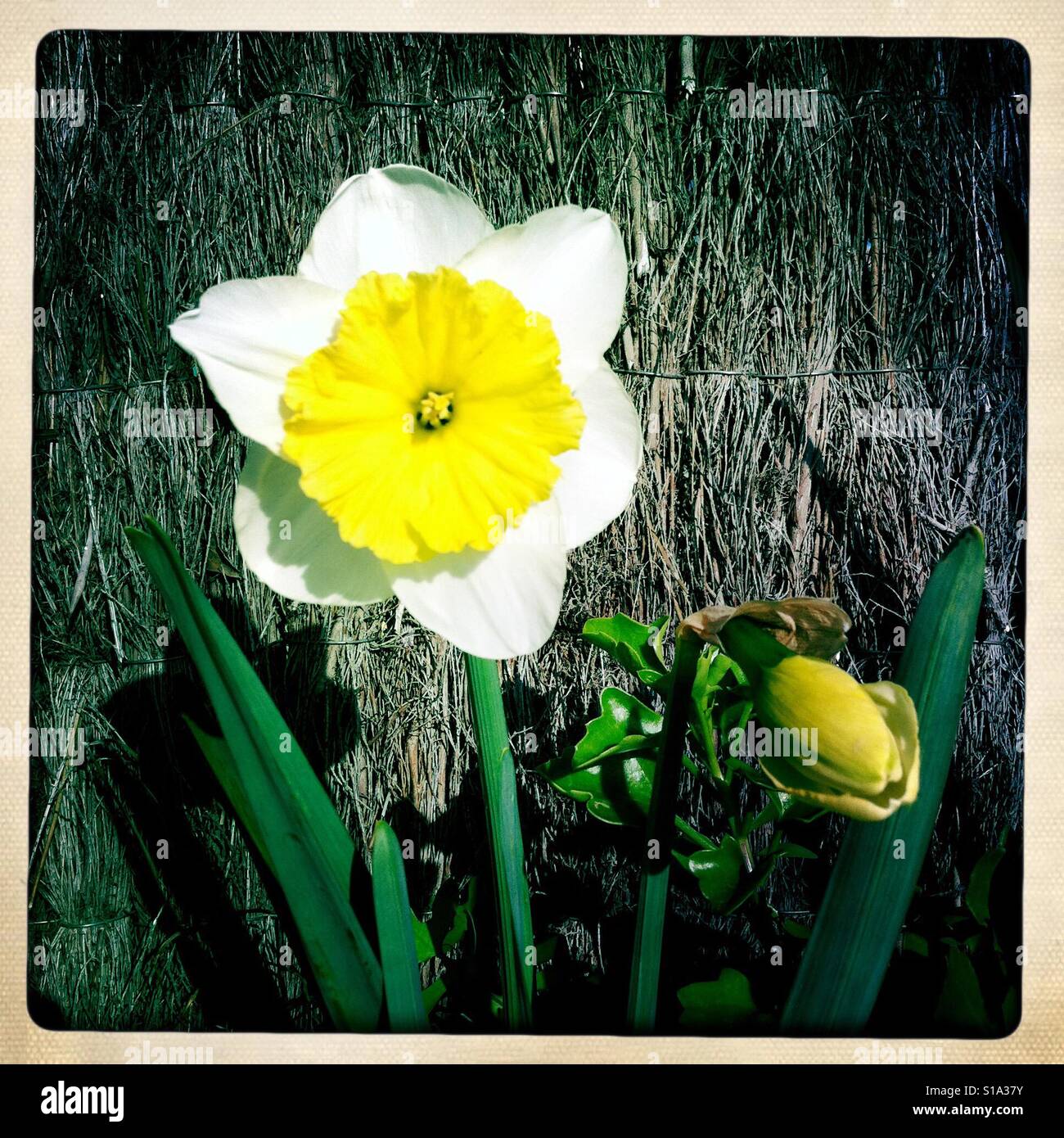 Narcissus flower and bulb in Barcelona Stock Photo