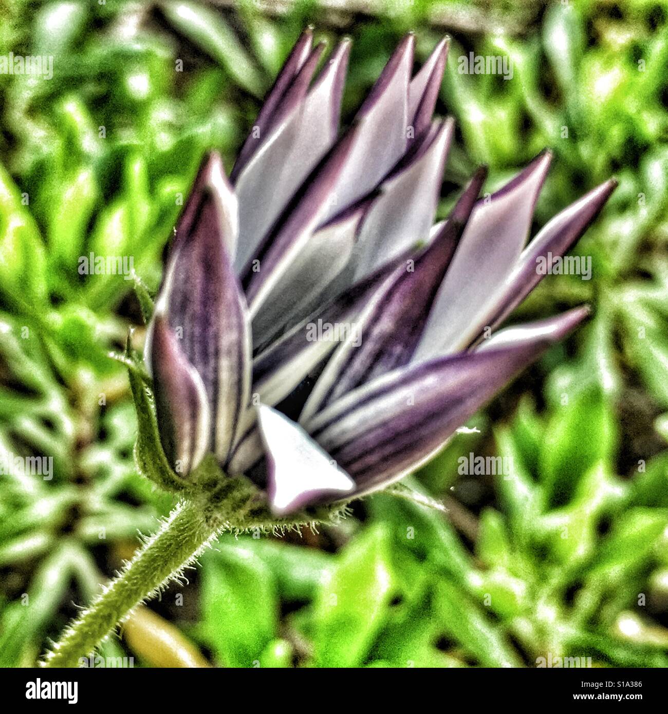 Osteospermum, partially open bud - Smartphone Captured Stock Image