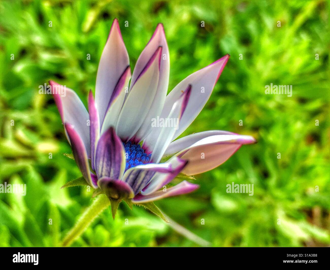 Osteospermum, partially open flower - Smartphone Captured Stock Image