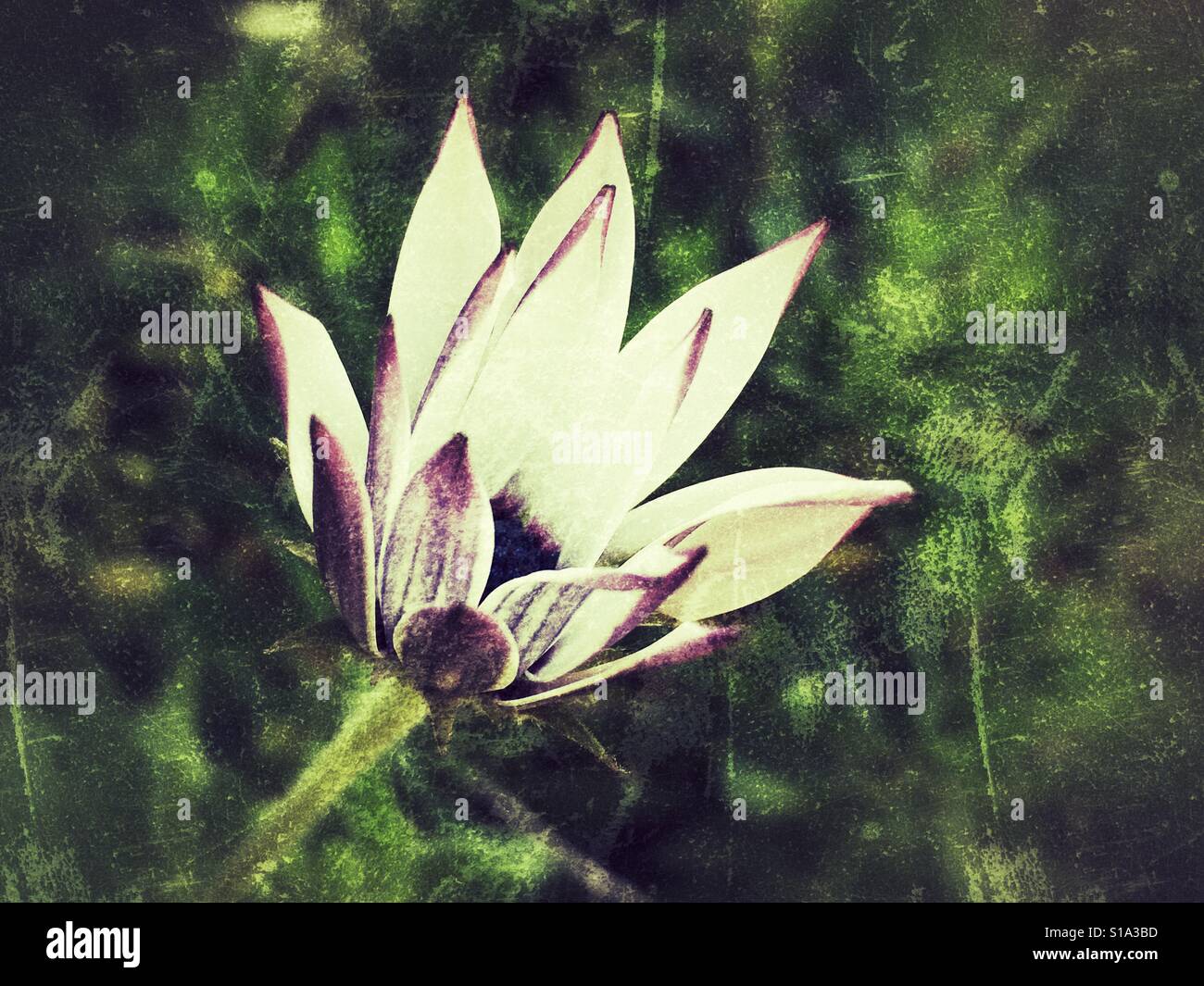 Osteospermum, partially opened flower - Smartphone Captured Stock Image