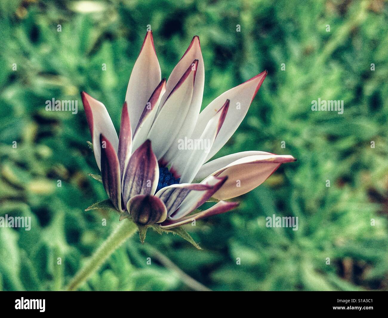 Osteospermum, partially opened flower - Smartphone Captured Stock Image
