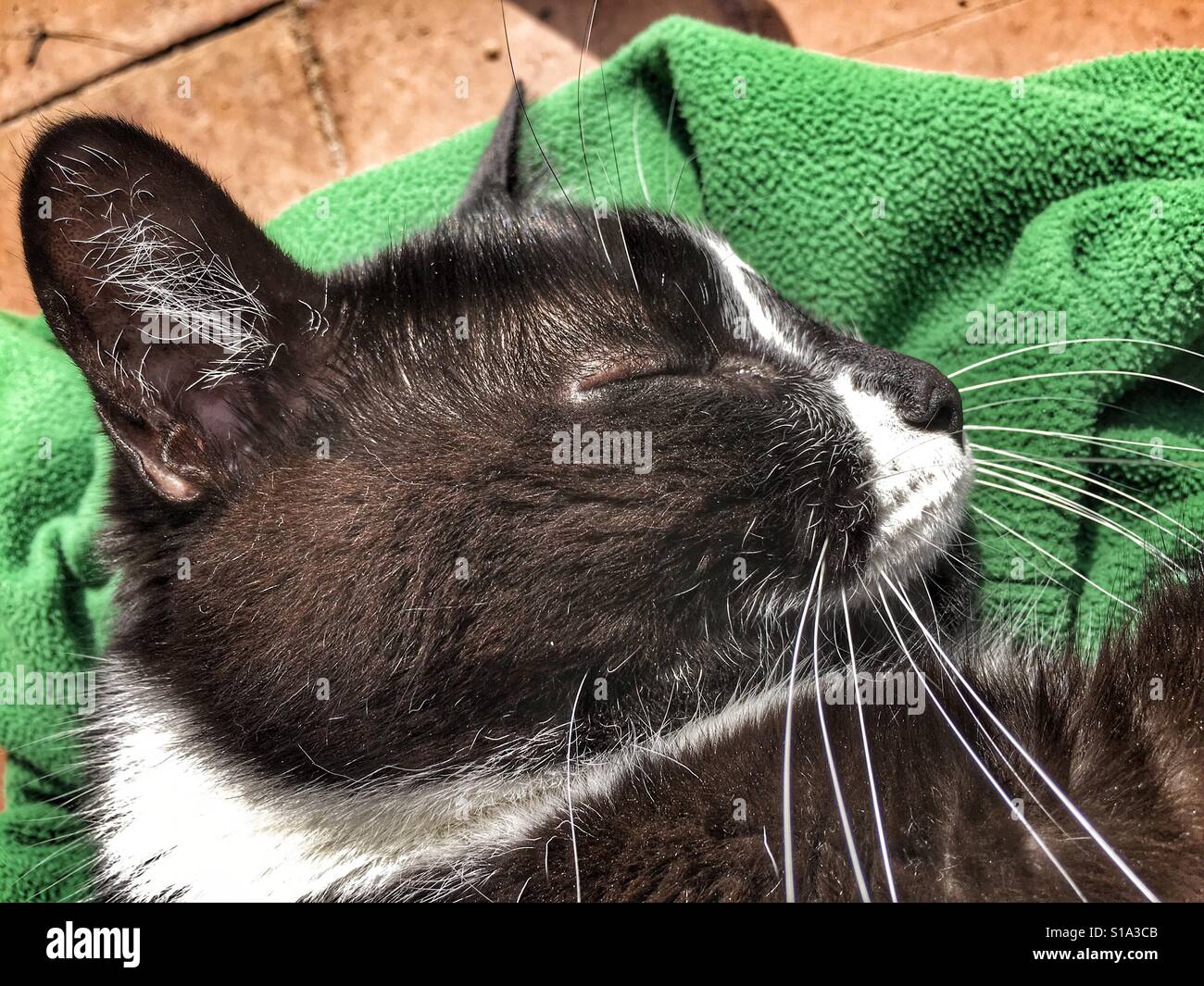 Black & white cat sleeping in the sun Stock Photo