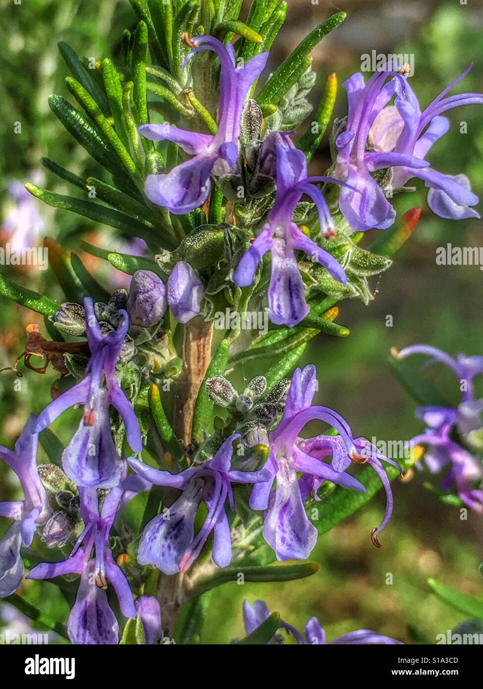 Rosemary - Smartphone Captured Stock Image