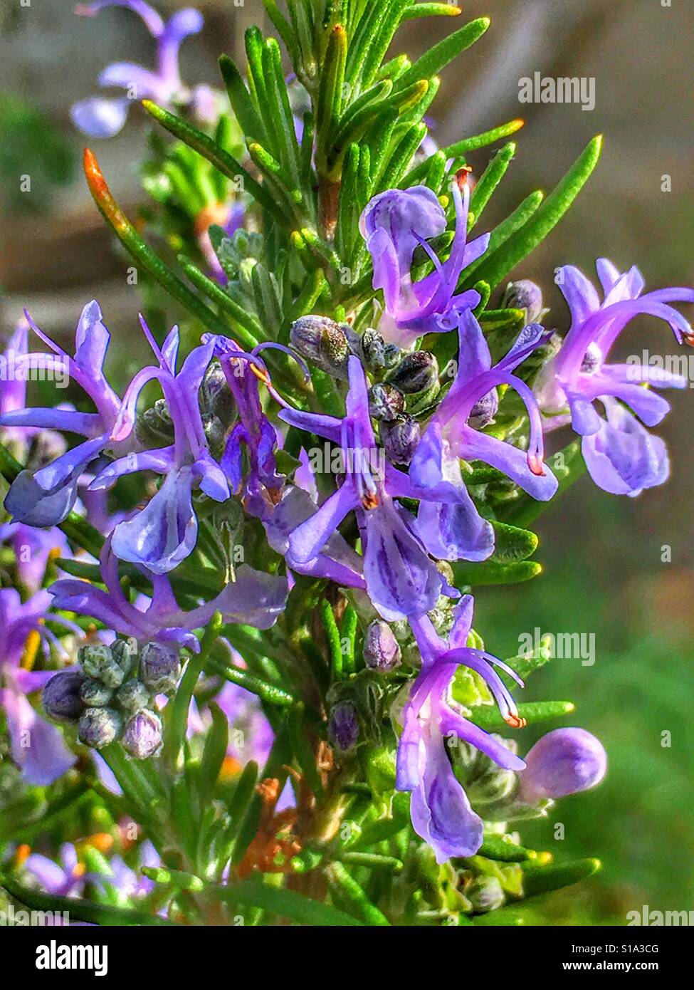 Rosemary Stock Photo - Alamy
