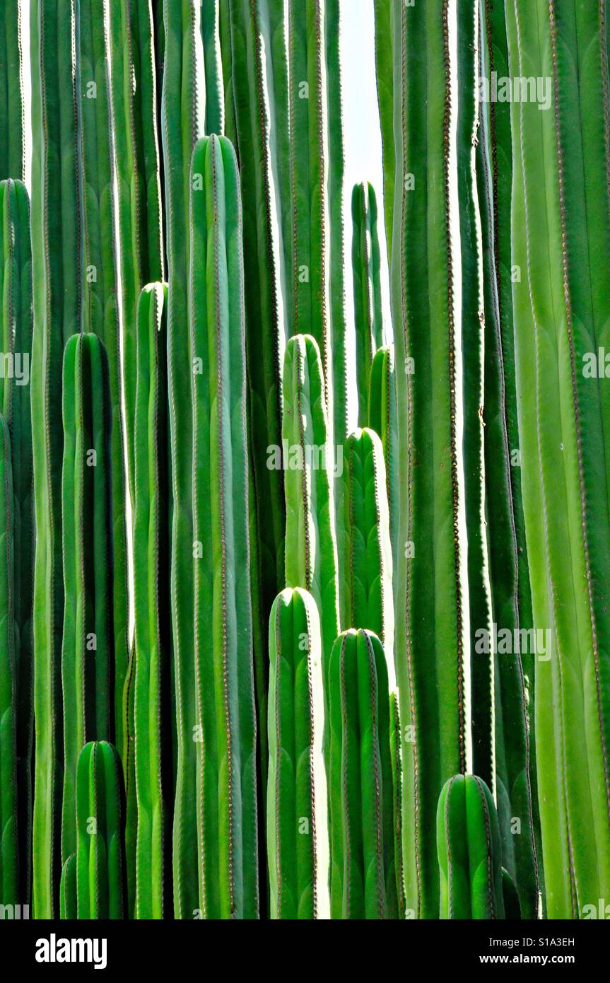 Cactus - Smartphone Captured Stock Image